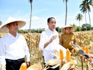 Tinjau Panen Jagung di Boalemo, Presiden Dorong Peningkatan Produksi dan Kesejahteraan Petani