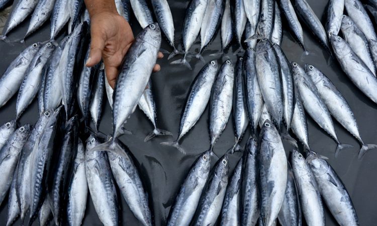 Pedagang menjual ikan laut di Pasar Tempat Pelelangan Ikan Be'ba, Galesong Utara, Kabupaten Takalar, Sulawesi Selatan, Rabu (8/1/2020).