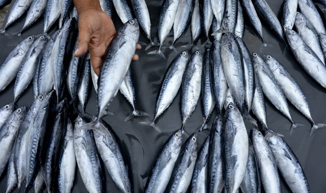 Pedagang menjual ikan laut di Pasar Tempat Pelelangan Ikan Be'ba, Galesong Utara, Kabupaten Takalar, Sulawesi Selatan, Rabu (8/1/2020).