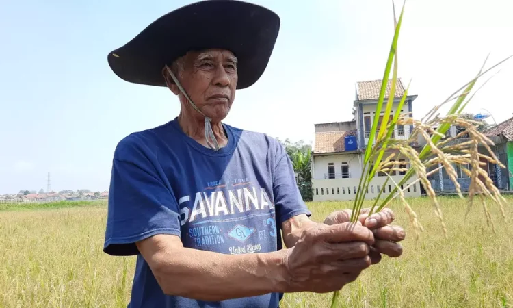 Para petani di Desa Selacau, Kecamatan Batujajar, Kabupaten Bandung Barat, mengalami gagal panen akibat dampak El Nino.