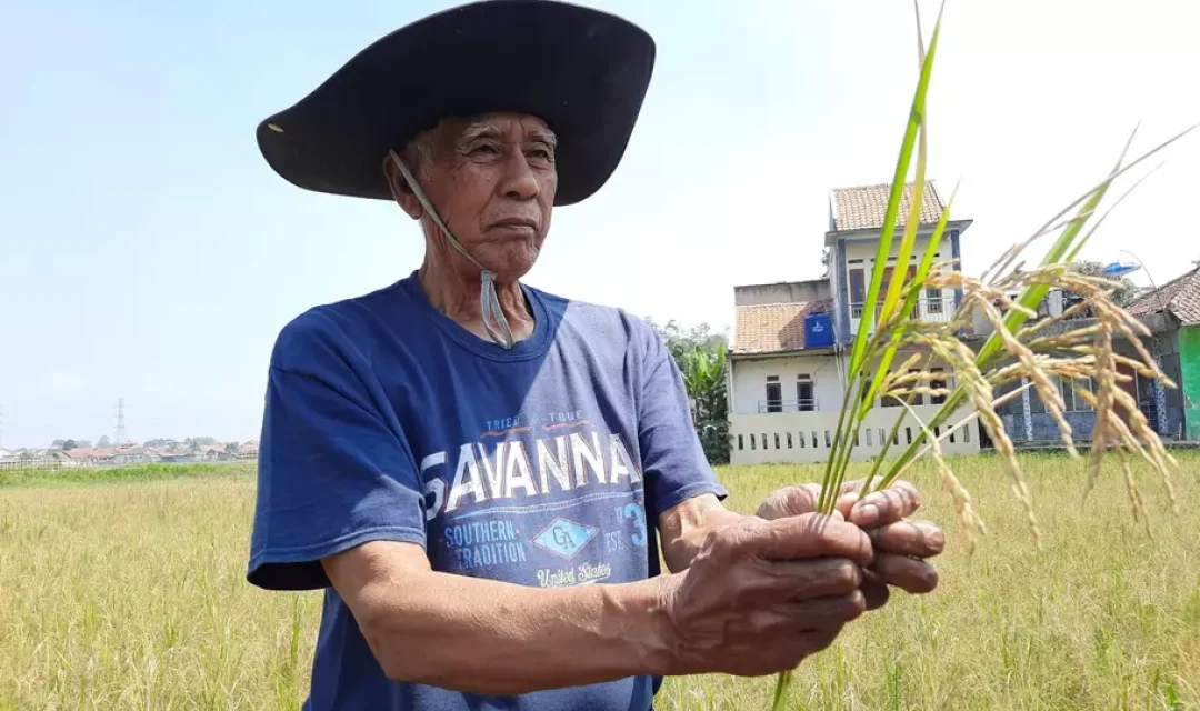 Para petani di Desa Selacau, Kecamatan Batujajar, Kabupaten Bandung Barat, mengalami gagal panen akibat dampak El Nino.