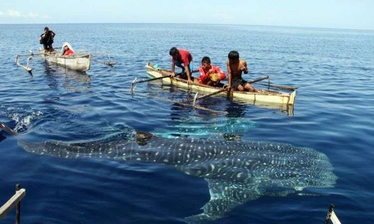 Wisata Hiu Paus Botubarani, Gorontalo. (Foto: RRI)