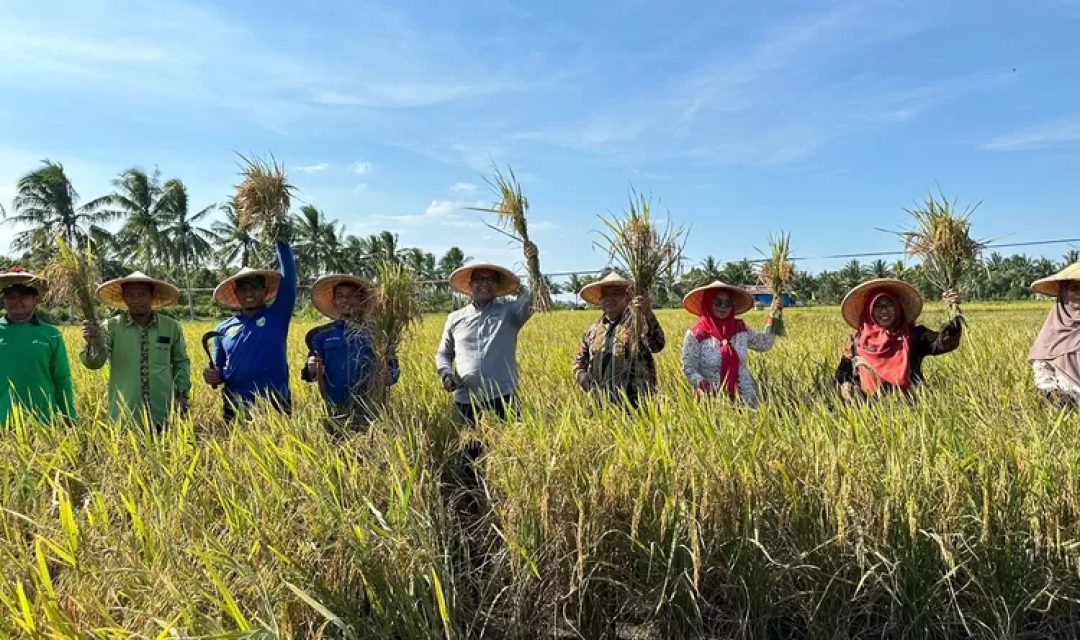 Program-CSR-Pertamina-Hulu-Mahakam-Hasilkan-Panen-Raya-Padi-Organik-di-Kutai-Kartanegara-1-1-2112935951.jpeg