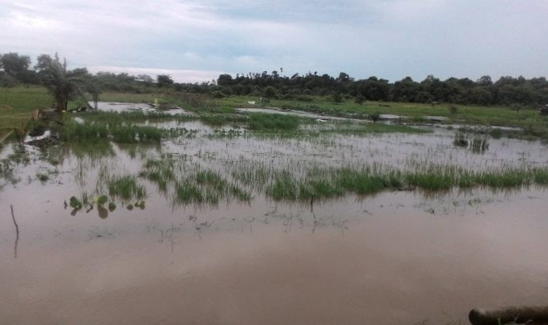 Sawah-banjir