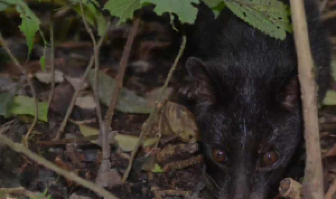 TNGR_Pic-Musang-Rinjani-300x233