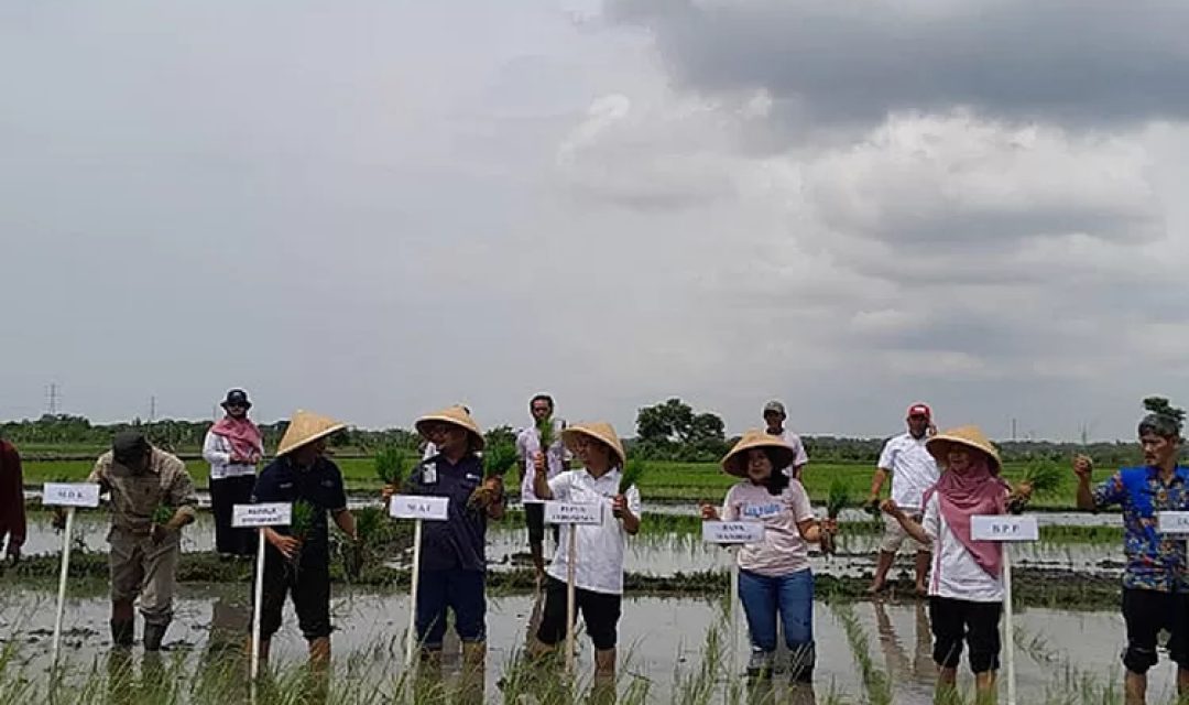 Tanam-Perdana-Padi-Makmur-di-Kebumen-thumb-3851023855.jpg