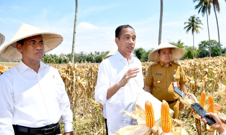 Tinjau Panen Jagung di Boalemo, Presiden Dorong Peningkatan Produksi dan Kesejahteraan Petani