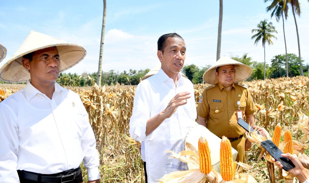 Tinjau Panen Jagung di Boalemo, Presiden Dorong Peningkatan Produksi dan Kesejahteraan Petani