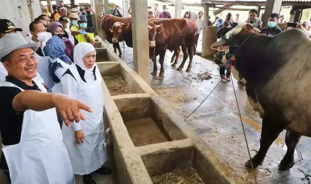 Gubernur Khofifah Indar Parawansa saat meninjau salah satu peternakan sapi di Jawa Timur. (Foto: Berita Satu)