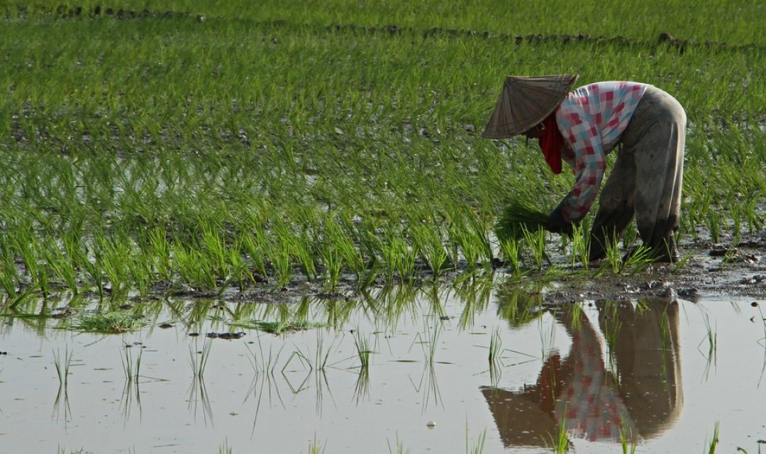 Ilustrasi penanaman padi di sawah. (Foto: Antara)