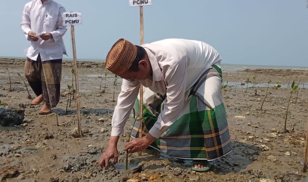 Ketua PCNU Sumenep KH A Pandji Taufiq saat menanam pohon mangrove di Pantai Matahari, Bluto, Sumenep. (Foto: Dok. NU Sumenep)