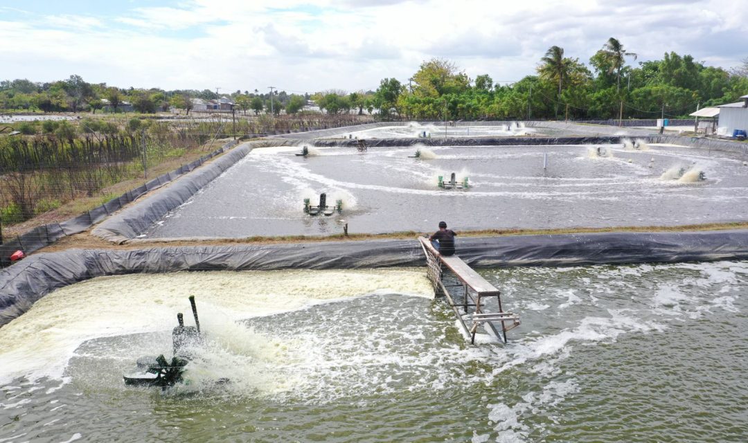 Istimewa-Tambak udang vaname di Desa Laikang-Kabupaten Takalar-Sulawesi Selatan