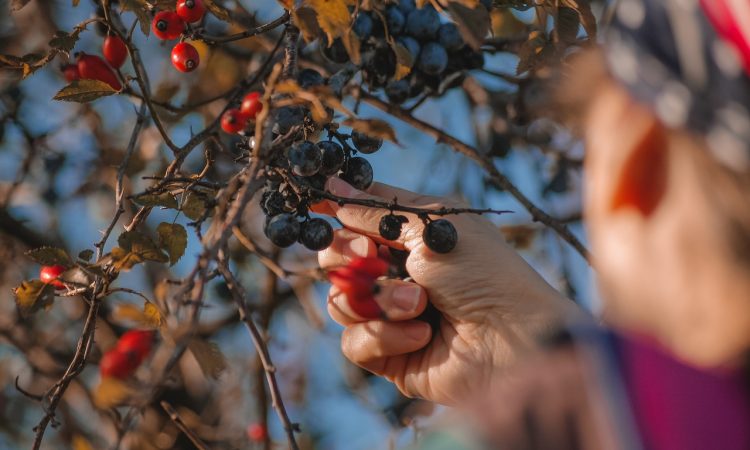 foto ilustrasi petik buah dari pixabay