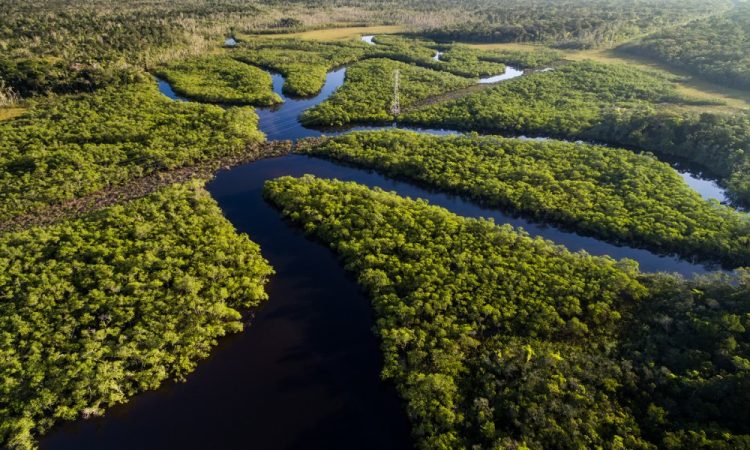 Hutan Hujan Amazon. (Foto: Tribunnews)