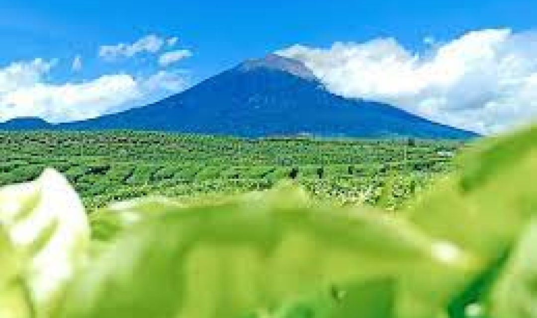 Kebun Teh Net_Foto_Kayu_Aro_Gunung_Kerinci