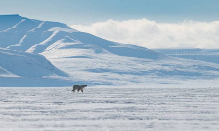 This image was taken in the wild Svalbard sea-ice scene while a Polar Bear crossing it.