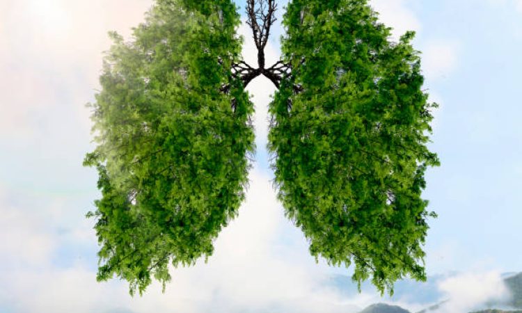 The silhouette of the lungs against the background of a mountain landscape. Trees are the lungs of the planet. Air purification. Mountains. Ecological concept.