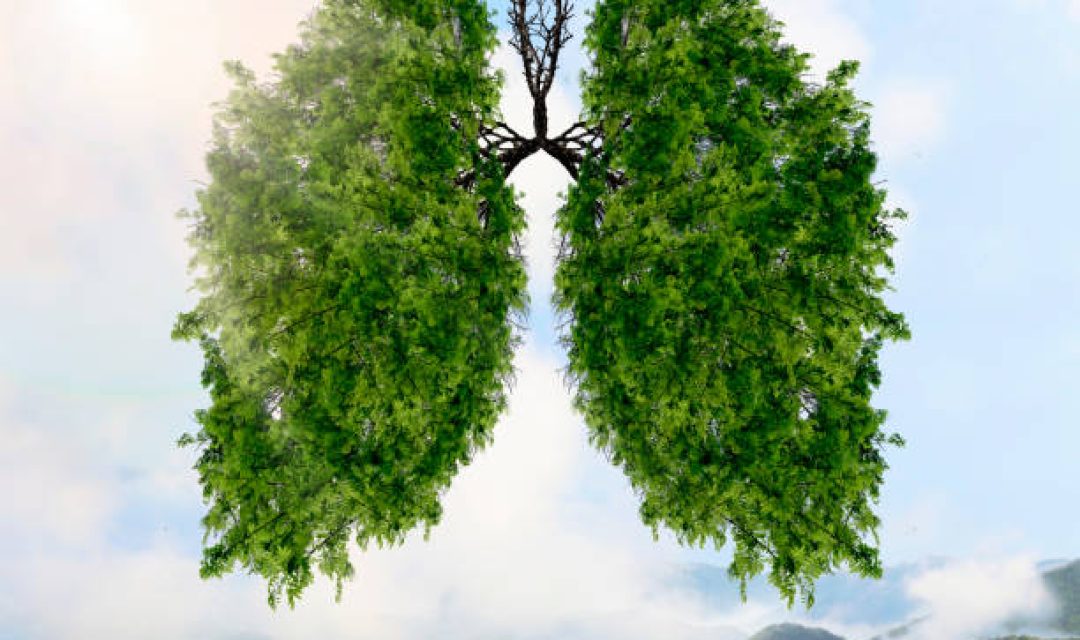 The silhouette of the lungs against the background of a mountain landscape. Trees are the lungs of the planet. Air purification. Mountains. Ecological concept.