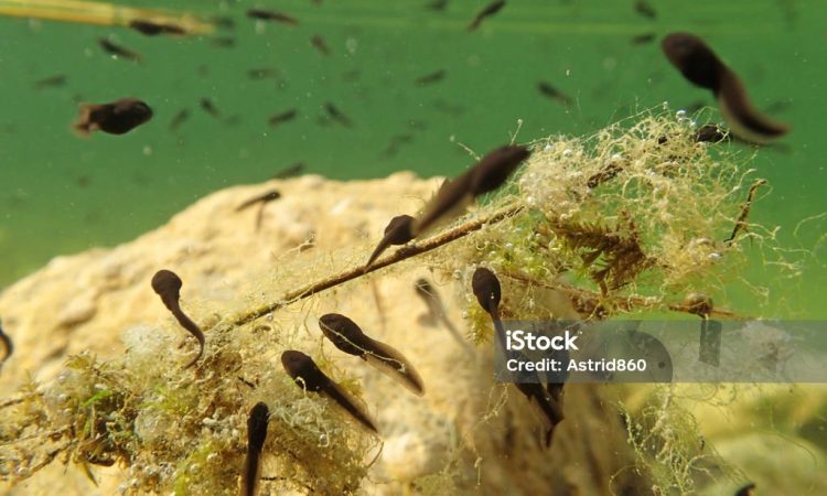 Underwater photo of toads tadpoles in a lake