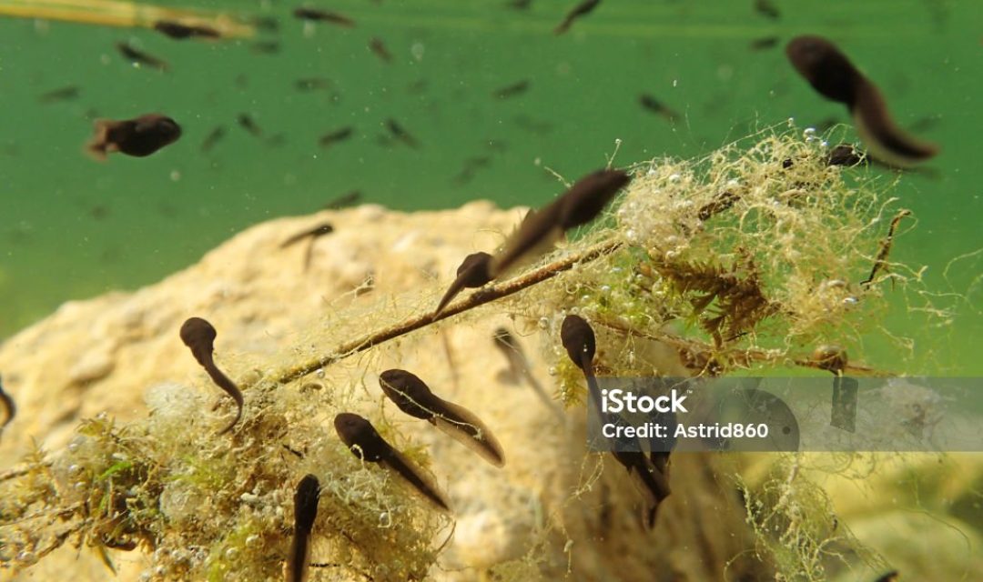 Underwater photo of toads tadpoles in a lake