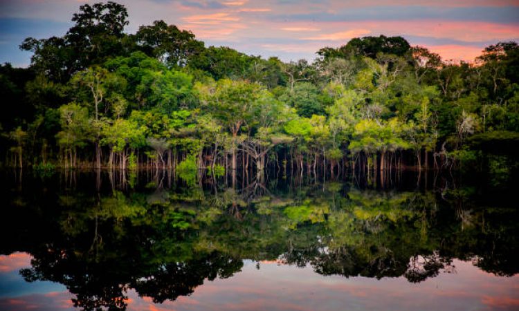 Amazon rainforest. In the photo: Rio Negro, located in the state of Amazonas.