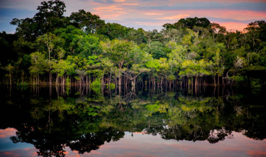 Amazon rainforest. In the photo: Rio Negro, located in the state of Amazonas.