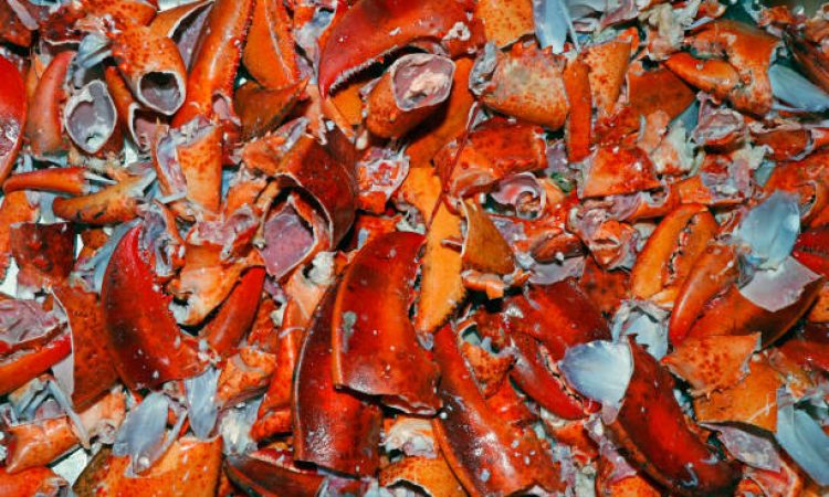 canadian lobster shells mostly used as fertiliser and base for the seafood soups and stocks