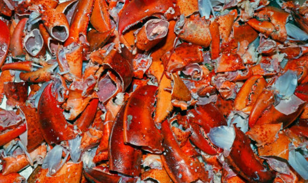 canadian lobster shells mostly used as fertiliser and base for the seafood soups and stocks