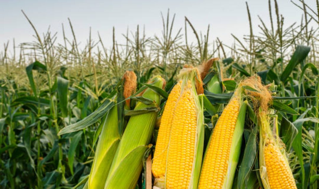 Corn plants on the field