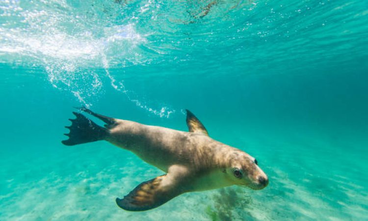 Close up of playful sea lion or fur seal in clear shallow water on a sunny day. Photographed at Hopkins Island, South Australia.