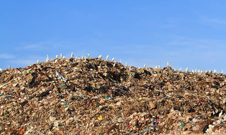 Bird on mountain of garbage