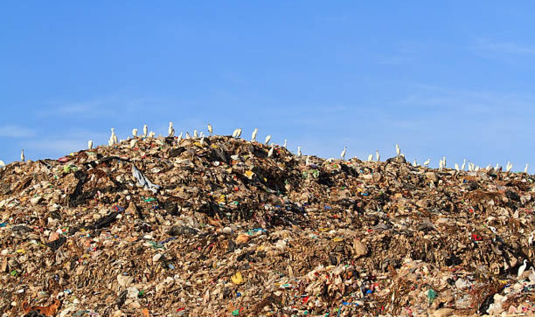 Bird on mountain of garbage