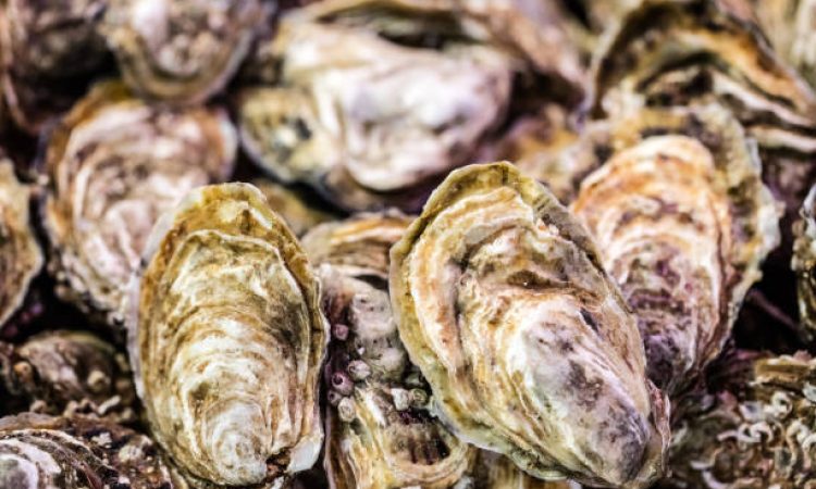 fresh oysters in bulk at the fish shop for fresh raw gourmet seafood for holidays