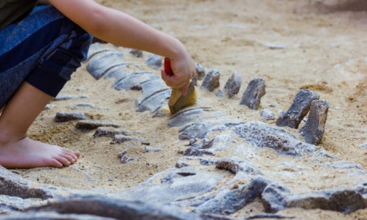 Children are learning dinosaur remains, Excavating dinosaur fossils simulation in the park.