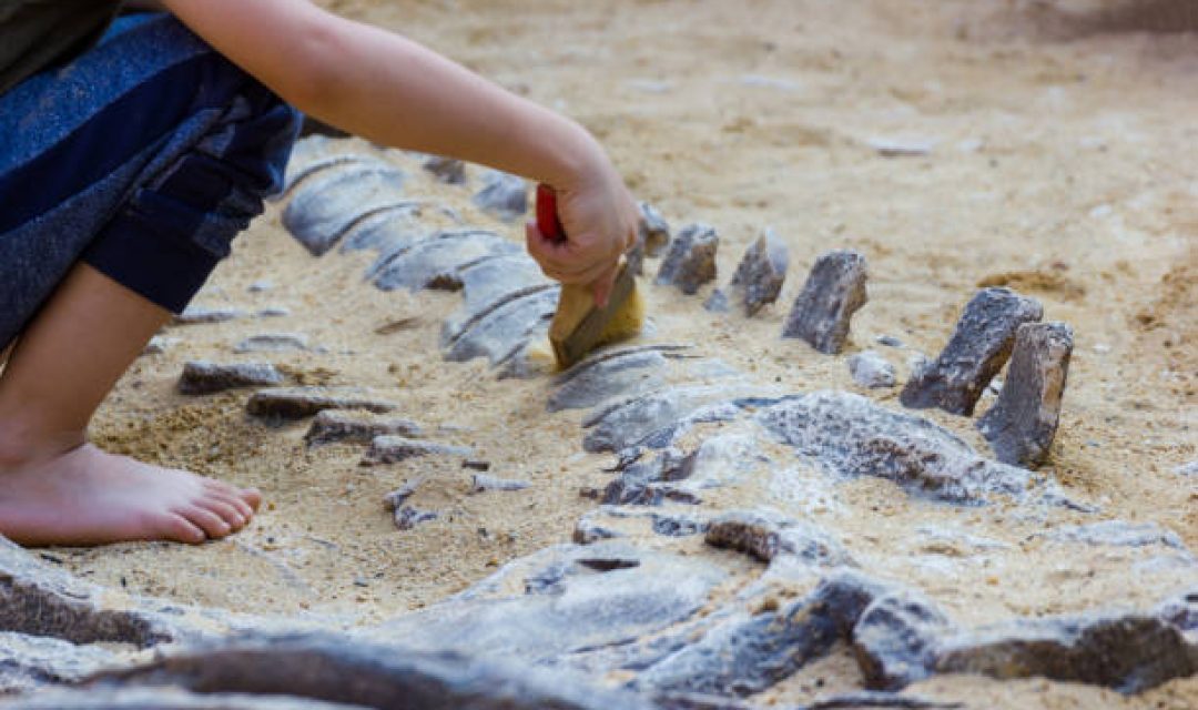 Children are learning dinosaur remains, Excavating dinosaur fossils simulation in the park.