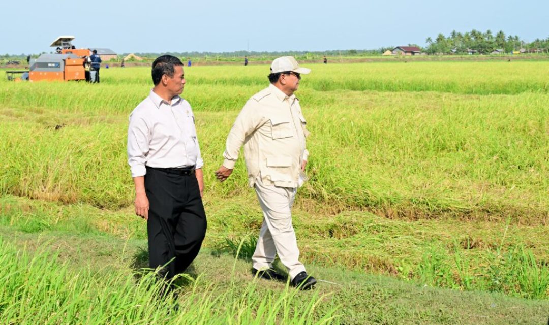 Berkunjung ke Papua Selatan, Presiden Prabowo Tinjau Langsung Panen Padi di Merauke